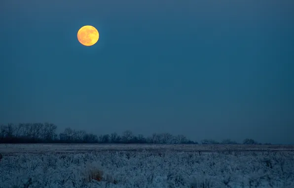 Картинка зима, поле, деревья, луна, сумерки, заморозки