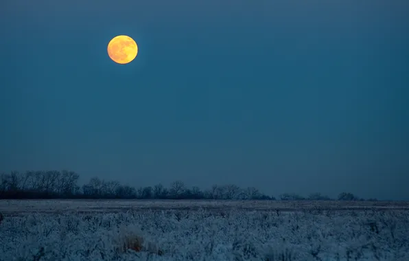 Зима, поле, деревья, луна, сумерки, заморозки