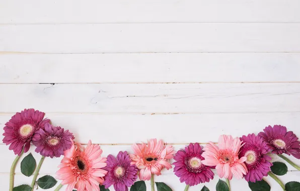 Листья, цветы, герберы