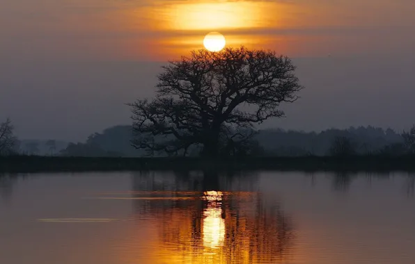 Sunset, lake, tree, reflection