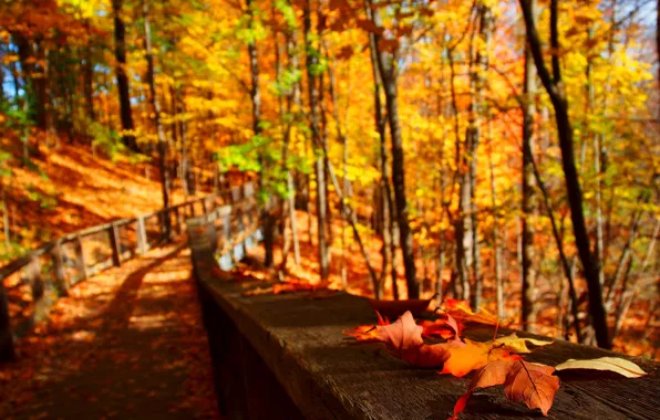 Картинка дорога, осень, листья, природа, colors, colorful, road, trees