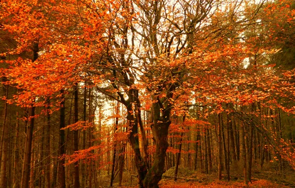 Картинка Осень, Деревья, Лес, Fall, Autumn, Colors, Forest, Trees