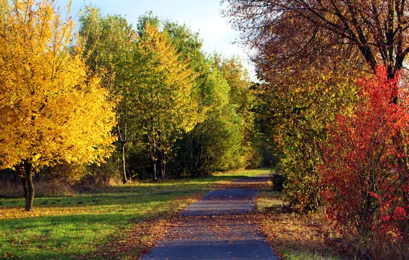 Дорога, осень, лес, небо, деревья, пейзаж, природа, парк