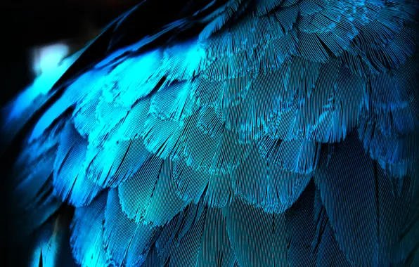Макро, перо, перья, крыло, синяя