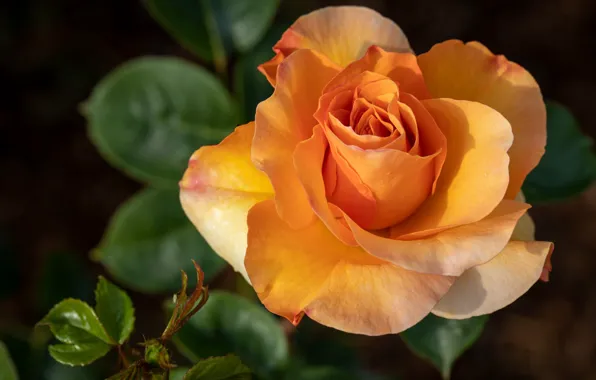 Картинка цветы, оранжевый, темный фон, розы