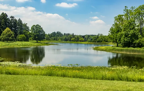 Зелень, лето, трава, солнце, деревья, пруд, парк, США
