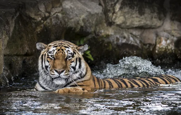 Картинка морда, тигр, хищник, купание, дикая кошка, зоопарк, водоём