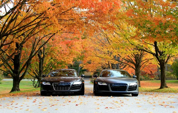 Картинка авто, осень, деревья, машины, Audi R8 V10