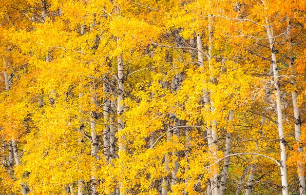 Картинка осень, листья, деревья, осина