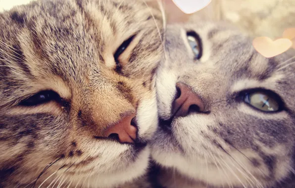 картинки котята с надписями про любовь: видео найдено в Яндексе