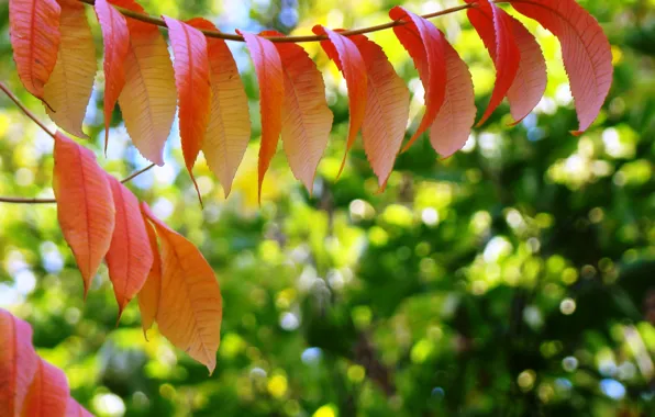 Картинка осень, листья, яркие краски