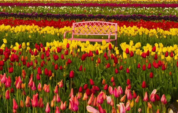 Картинка скамейка, Орегон, тюльпаны, бутоны, разноцветные, Oregon, фестиваль тюльпанов, Woodburn