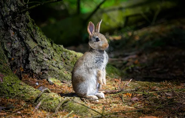 Картинка лес, поляна, заяц