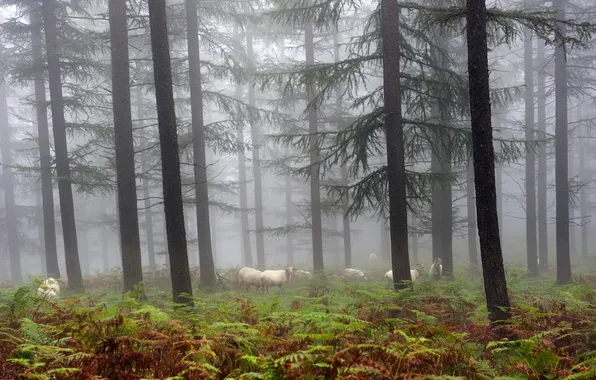 Картинка лес, природа, туман, овцы