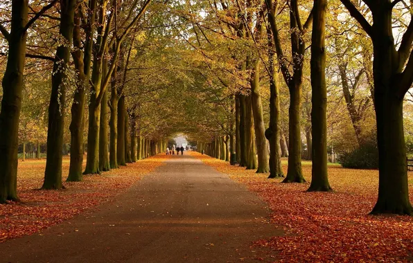 Дорога, осень, листья, деревья, прохожие