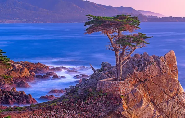 Море, дерево, скалы, Калифорния, США, Монтерей, Lone Cypress Point