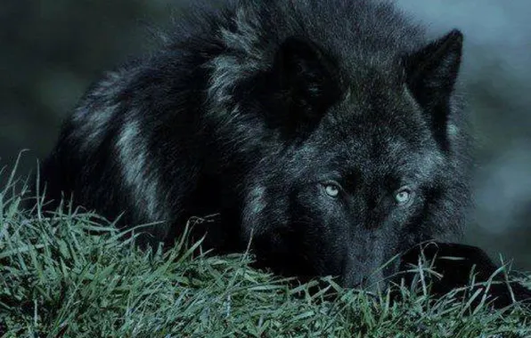 Картинка nature, snow, predator, face, animal, wolf, wildlife, portrait
