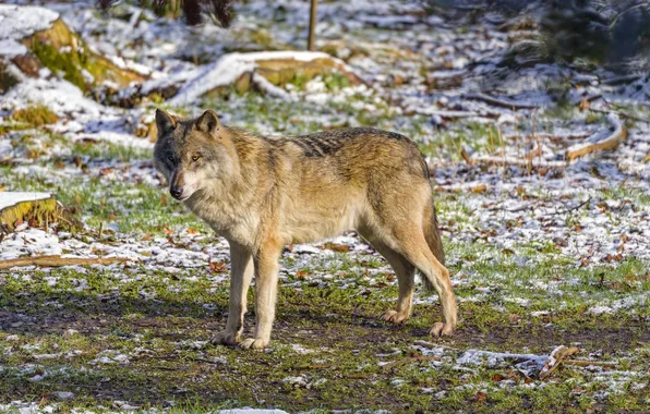 Картинка nature, face, animal, wolf, wildlife, head, fur, mammal