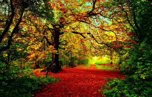 Картинка осень, лес, солнце, свет, деревья, красно-жёлто-зелёная листва