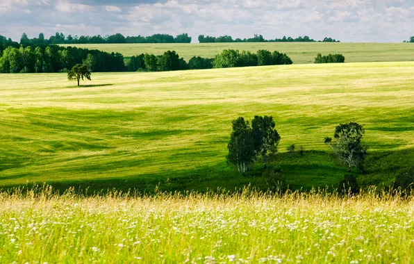 Зелень, поле, лес, лето, трава, деревья, холмы, поля