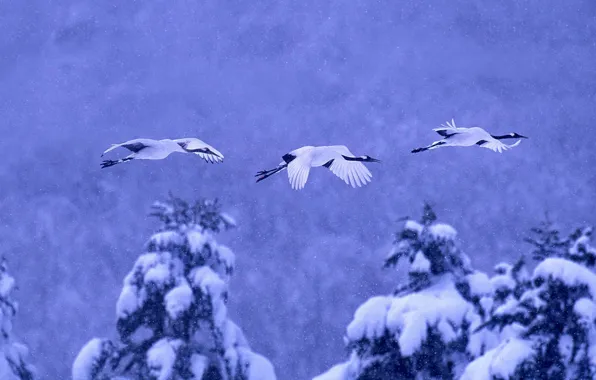 Зима, снег, птицы, Япония, Хоккайдо, японский журавль, Национальный парк Акан