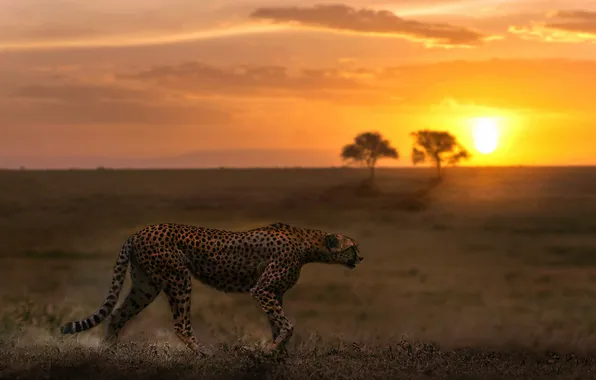 Картинка закат, природа, гепард