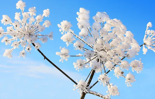 Картинка небо, снег, растение