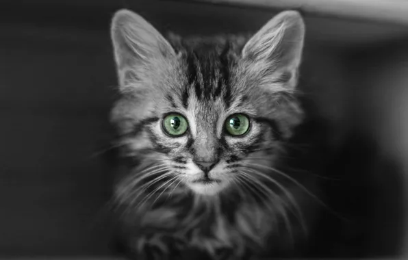 Кошка, кот, взгляд, поза, мордашка
