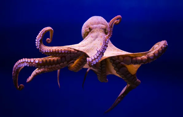 Octopus, marine invertebrates, cephalopod, marine biology, organism