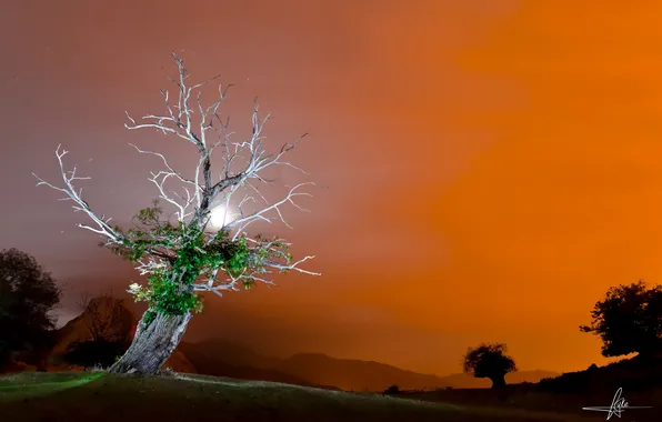 Картинка свет, ночь, дерево