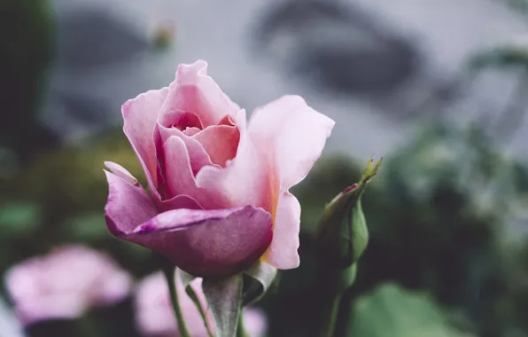 Цветок, роза, лепестки