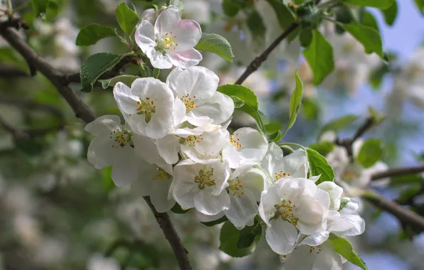 Картинка дерево, весна, яблоня
