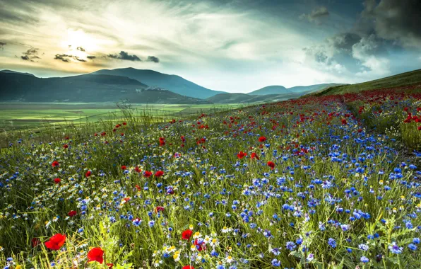 Картинка поле, цветы, горы, природа, маки, ромашки, Италия, васильки