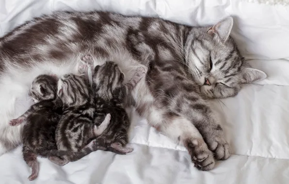 Кошка, котята, мама