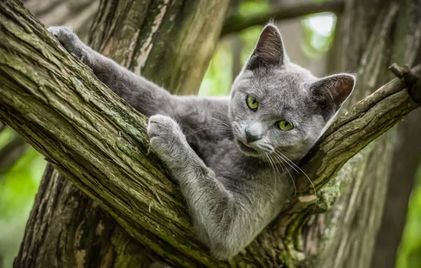 Язык, кошка, кот, взгляд, морда, природа, поза, серый