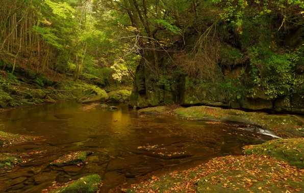 Картинка осень, лес, листья, деревья, река, ручей, камни, скалы