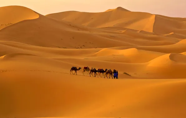 Картинка песок, небо, пустыня, бархан, верблюд, караван