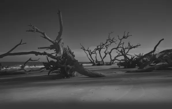 Картинка песок, пляж, деревья, ночь, темнота, берег, вечер, брёвна