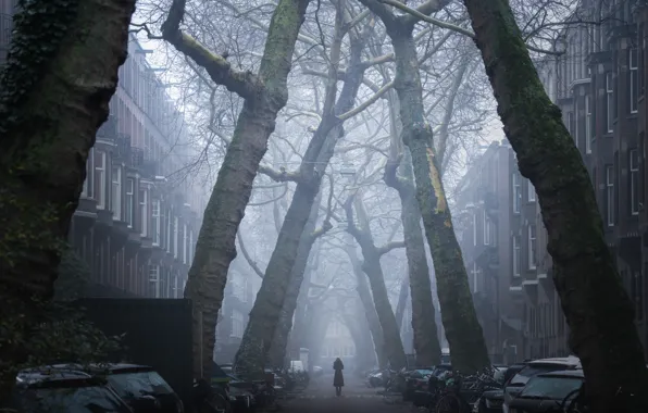 Деревья, транспорт, улица, здания, Amsterdam - My Home