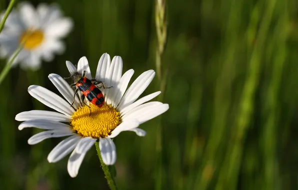 Картинка цветок, жук, ромашка