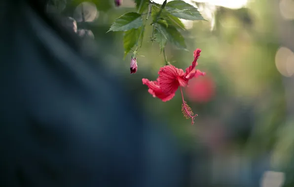 Red, tropical, hibiscus