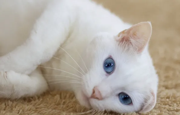 Кот, лежит, смотрит, cat, looking, lying