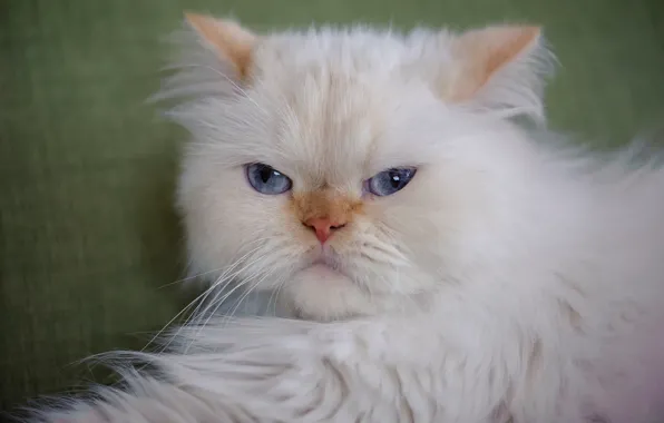 Картинка кот, взгляд, портрет, пушистый, мордочка, голубые глаза, котейка, Гималайская кошка