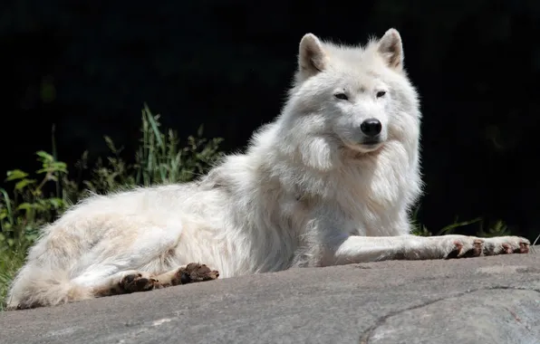 Nature, face, animal, wolf, wildlife, head, fur, mammal