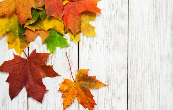 Осень, листья, фон, colorful, rainbow, клен, wood, autumn