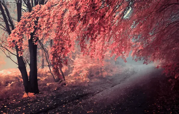 Картинка дорога, осень, деревья, живопись