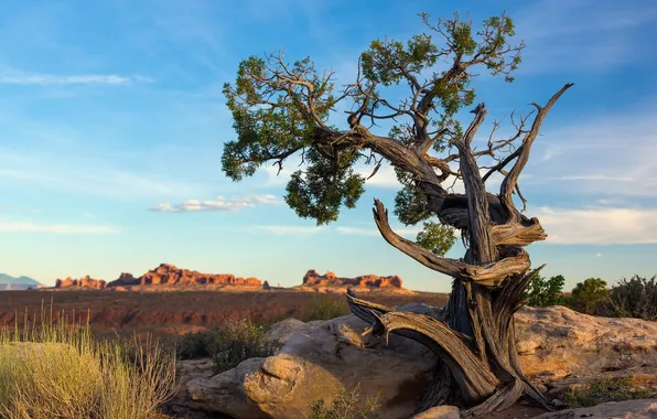 Utah, Arches National Park, Ancient pine tree