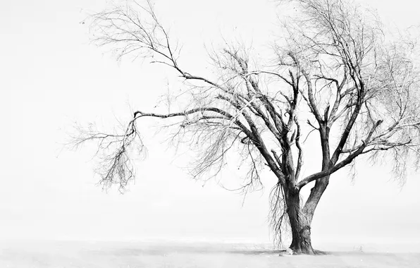Дерево, одинокое, увядшее