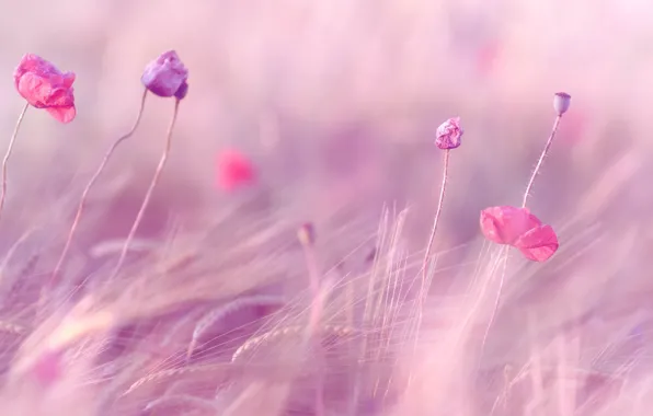 Картинка пшеница, поле, фиолетовый, цветы, фон, розовый, widescreen, обои