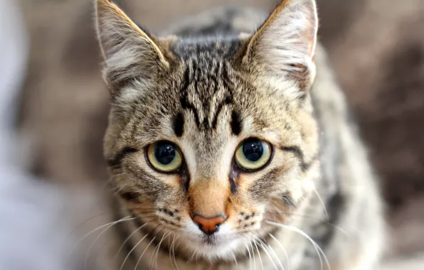 Кошка, глаза, взгляд, нос, уши